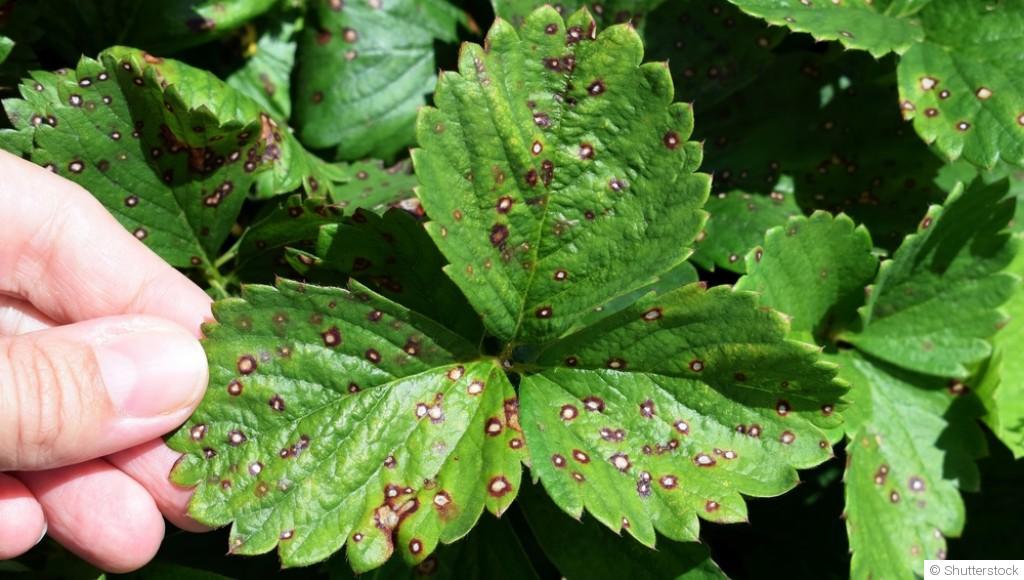 Comment protéger tes plantes des maladies fongiques ?