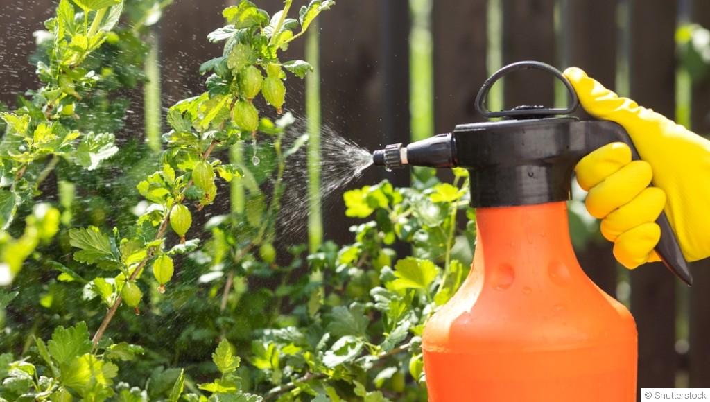 Comment protéger tes plantes des ravageurs naturellement ?