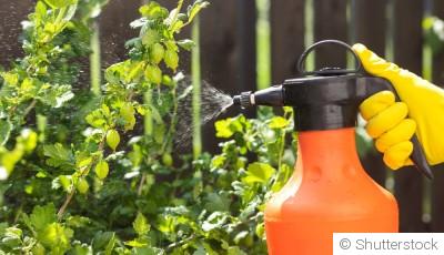 Comment protéger tes plantes des ravageurs naturellement ?