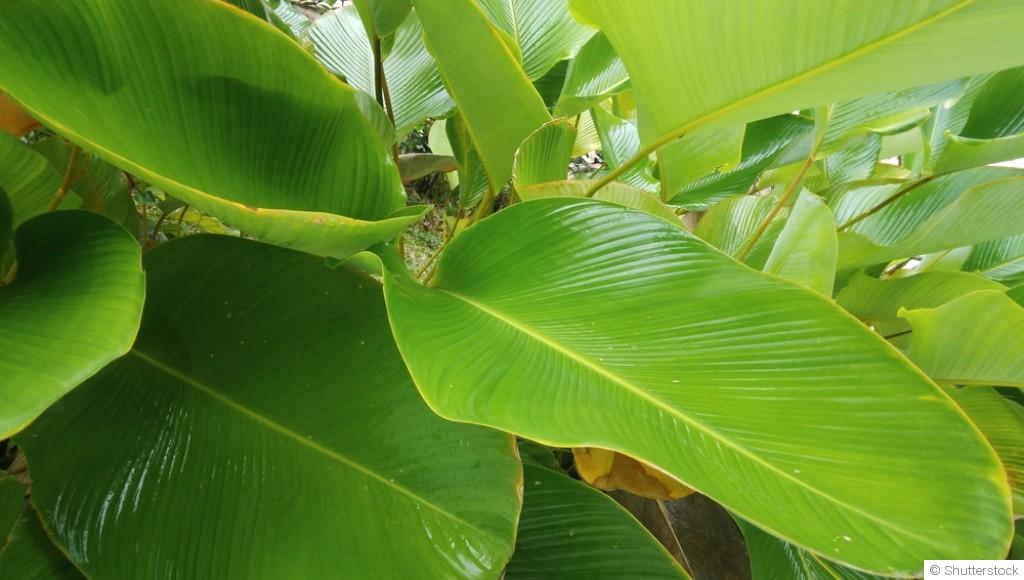 Comment cultiver des plantes tropicales dans un climat tempéré ?