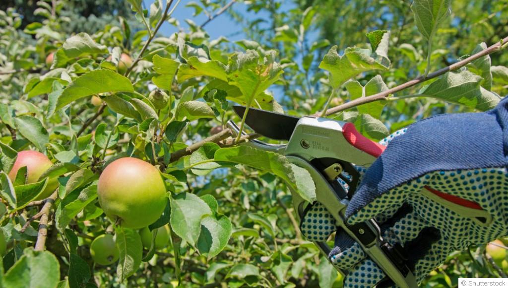 Les techniques de taille des arbres fruitiers