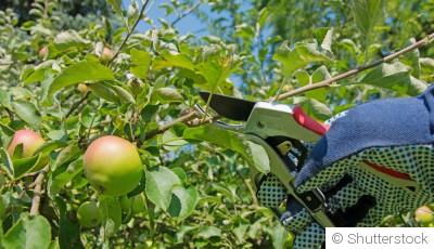 Les techniques de taille des arbres fruitiers