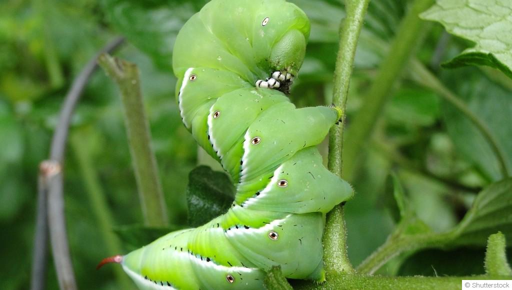10 astuces infaillibles pour prévenir les ravageurs (insectes) dans votre jardin et cultiver des plantes en pleine santé !