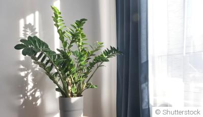 Zamioculcas : nos astuces d\'entretien