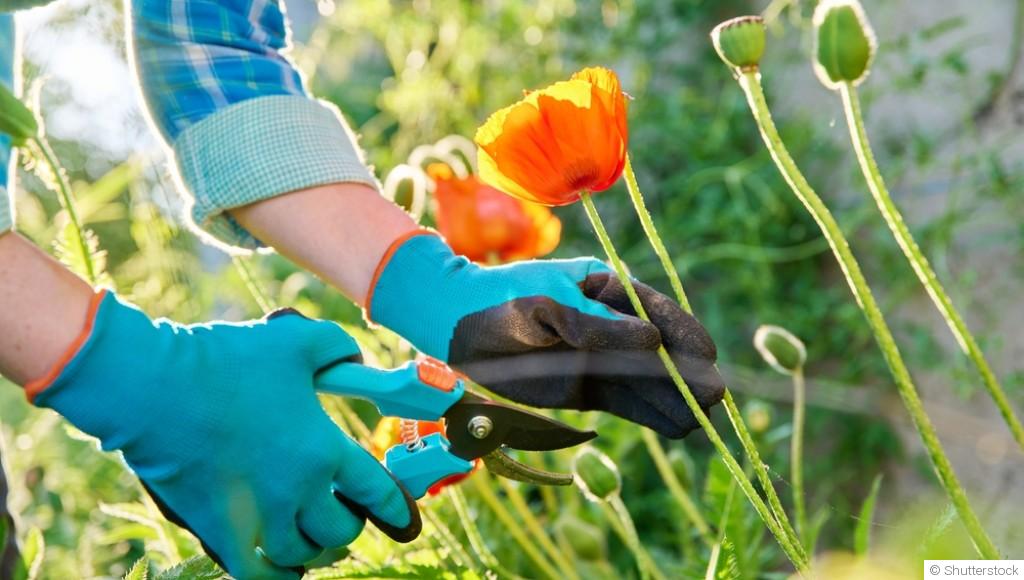 Les secrets d\'un jardinage réussi : astuces pratiques pour des plantes épanouies et un jardin verdoyant !