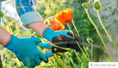 Les secrets d\'un jardinage réussi : astuces pratiques pour des plantes épanouies et un jardin verdoyant !