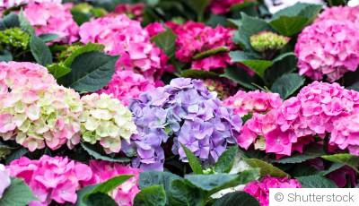 Quand et comment tailler les hortensias ?