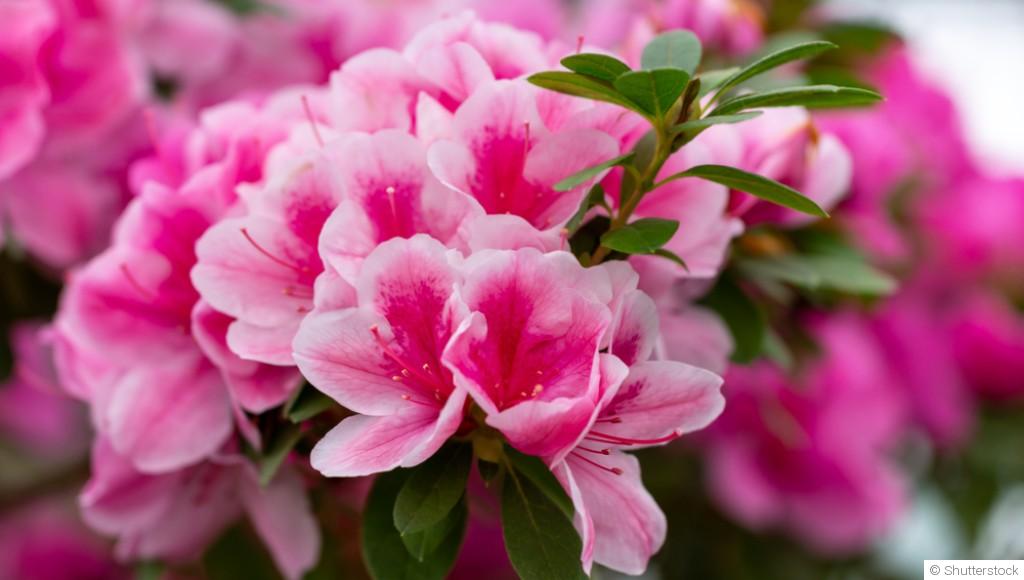 Comment entretenir une azalée ?