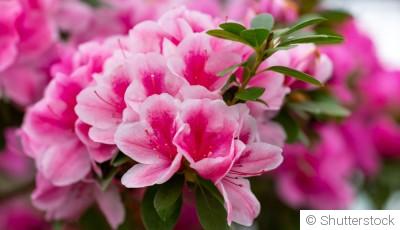 Comment entretenir une azalée ?