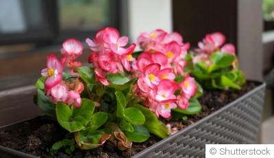 Bégonia : conseils d\'entretien