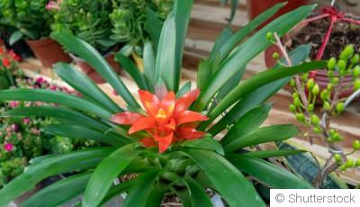 Comment s\'occuper d\'un bromélia ?