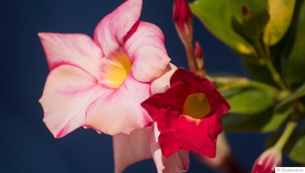 Conseils d\'entretien pour le dipladénia