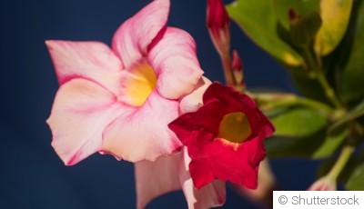 Conseils d\'entretien pour le dipladénia