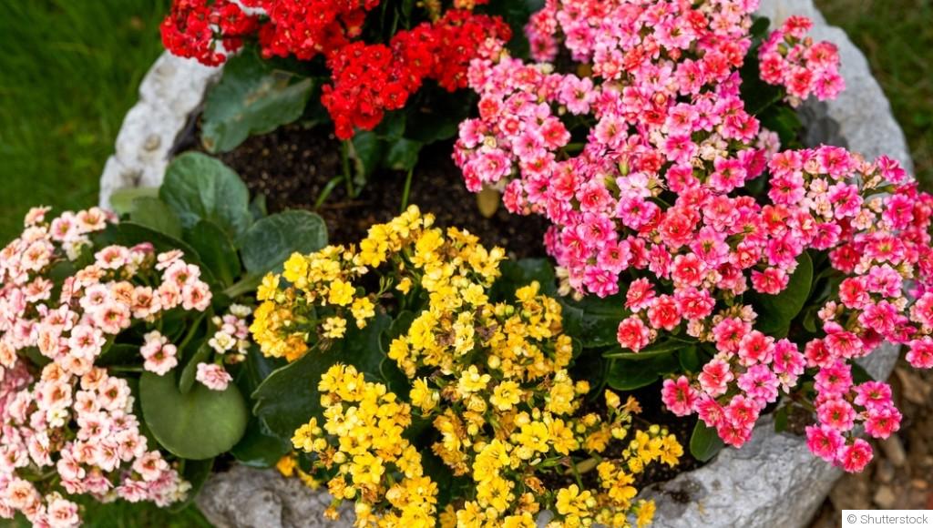 Comment bien s\'occuper d\'un kalanchoé ?