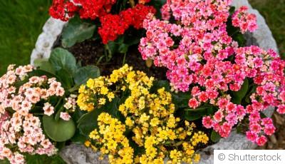 Comment bien s\'occuper d\'un kalanchoé ?