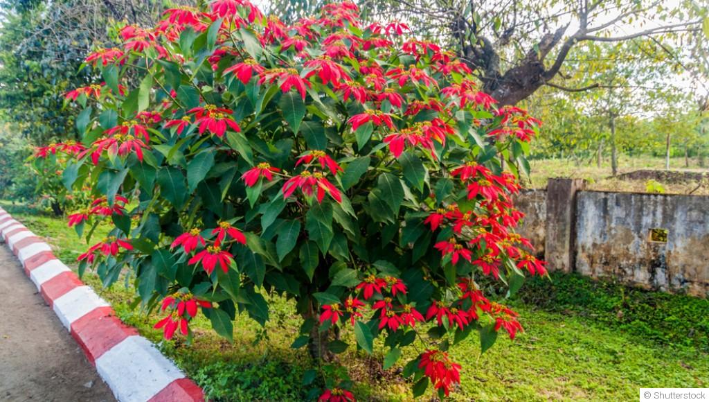 Comment conserver et faire refleurir un poinsettia ?