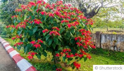 Comment conserver et faire refleurir un poinsettia ?