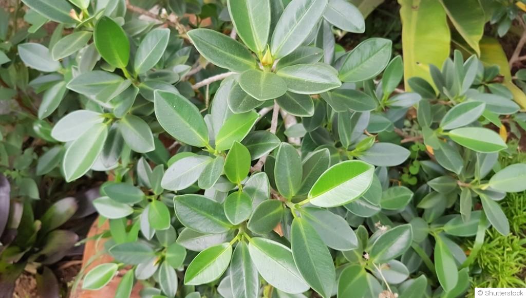 Comment entretenir un ficus ginseng en appartement ?