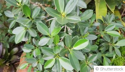 Comment entretenir un ficus ginseng en appartement ?