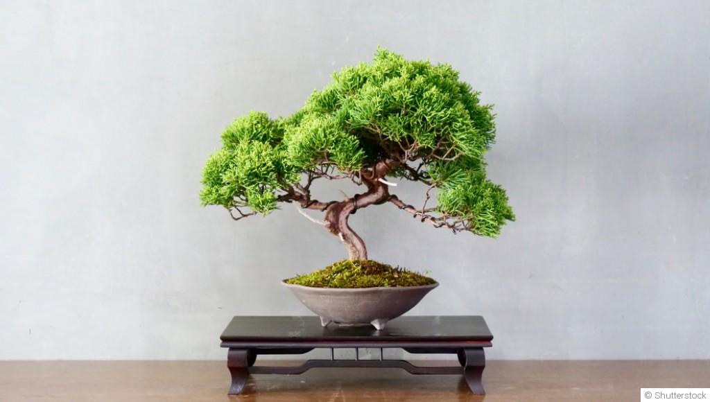 Comment entretenir un bonsaï d\'intérieur ?