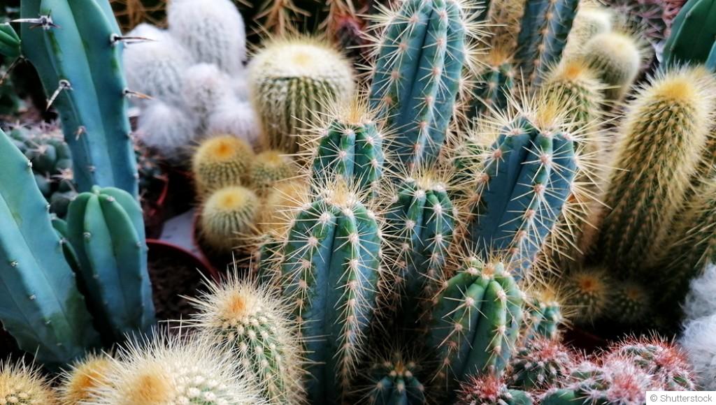 Comment entretenir un cactus d\'intérieur ?
