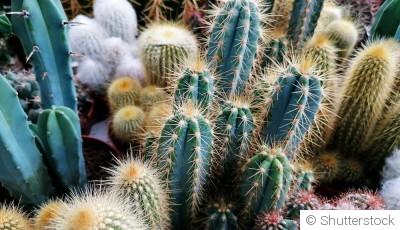 Comment entretenir un cactus d\'intérieur ?