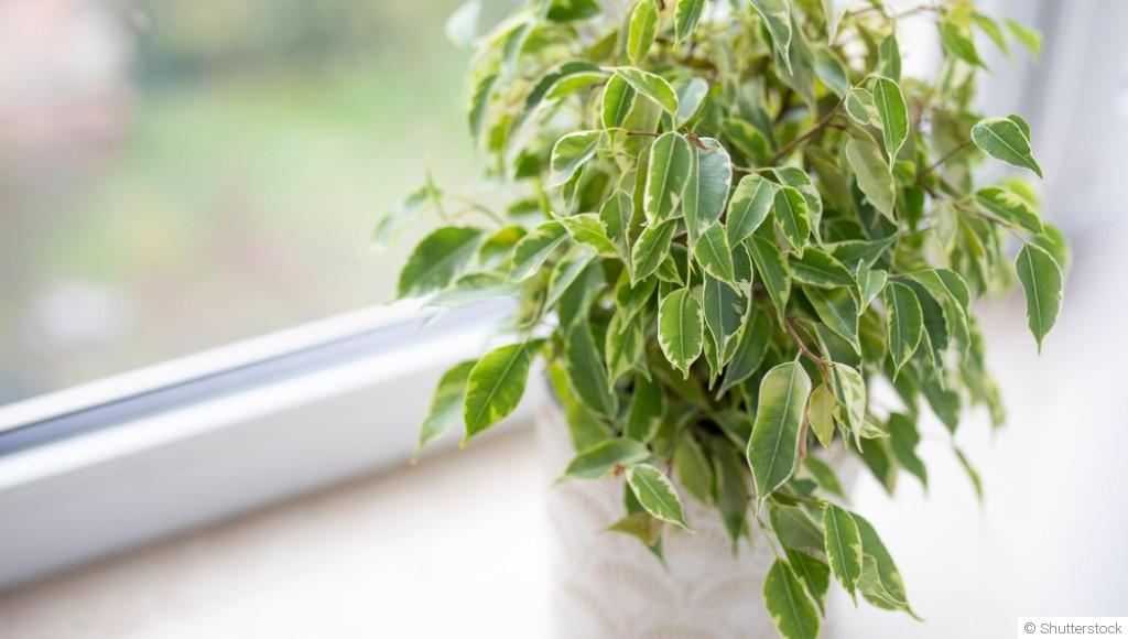 Comment entretenir un ficus ?