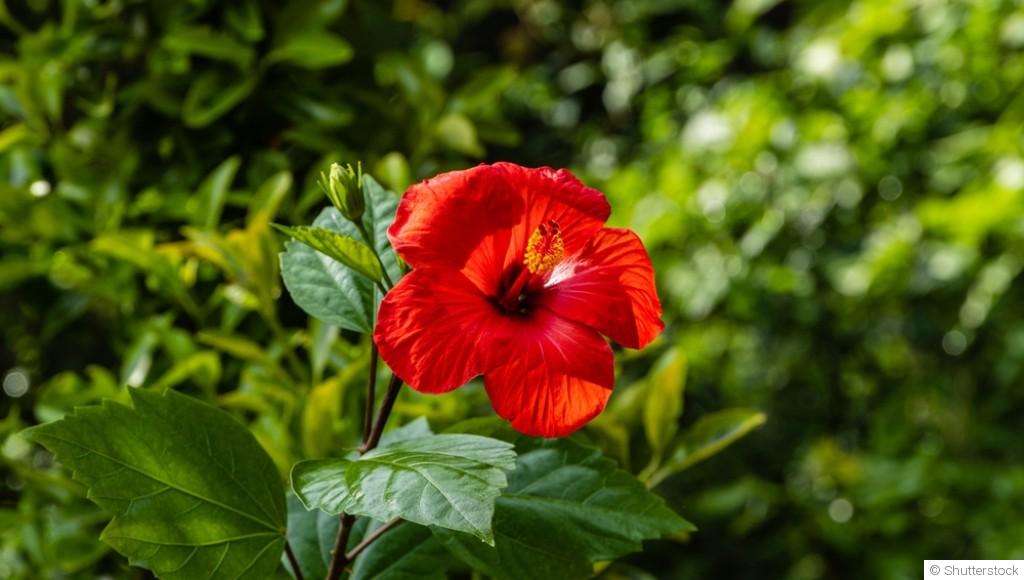 Comment entretenir un hibiscus dehors ?