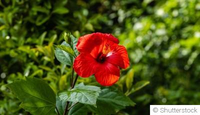 Comment entretenir un hibiscus dehors ?