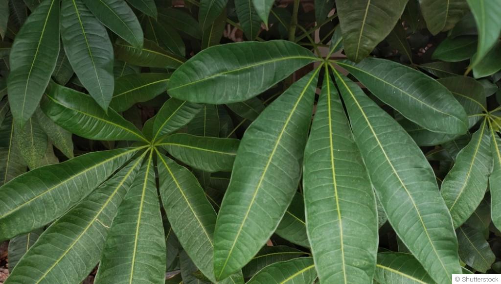 Comment bien s\'occuper d\'un pachira (pachira aquatica) ?