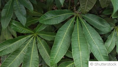 Comment bien s\'occuper d\'un pachira (pachira aquatica) ?