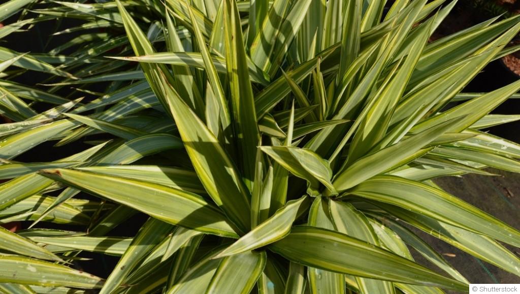 Yucca d\'intérieur : conseils d\'entretien