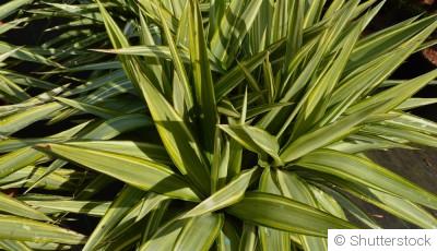 Yucca d\'intérieur : conseils d\'entretien