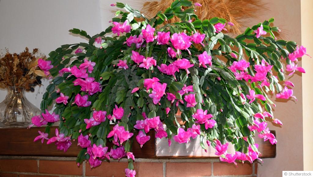 Comment entretenir un cactus d\'intérieur ?