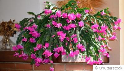 Comment entretenir un cactus d\'intérieur ?