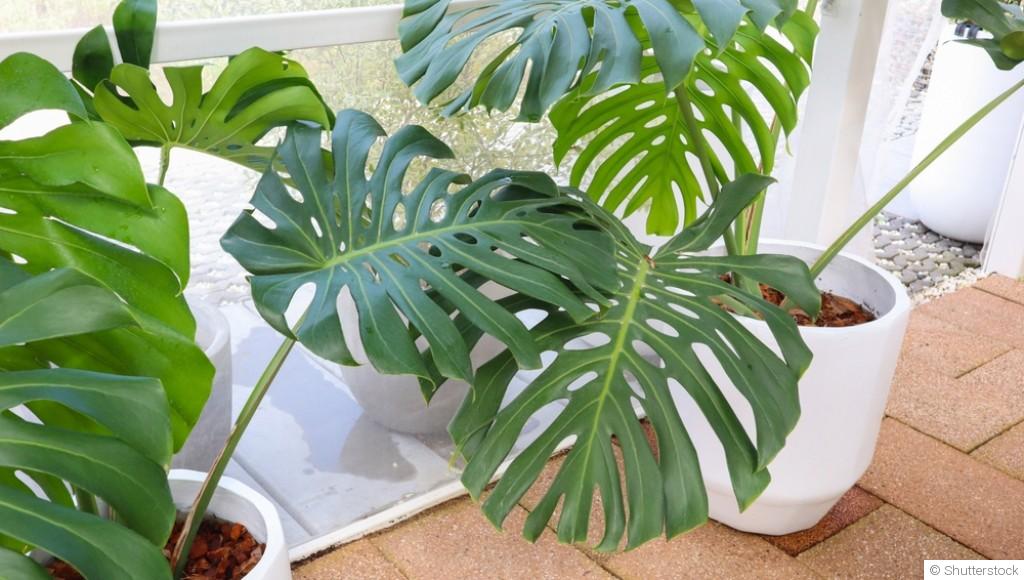 Comment entretenir un monstera deliciosa ?