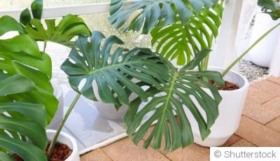 Comment entretenir un monstera deliciosa ?