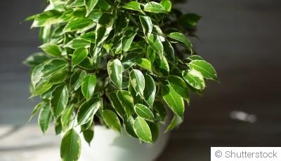 Où placer un ficus dans la maison ?