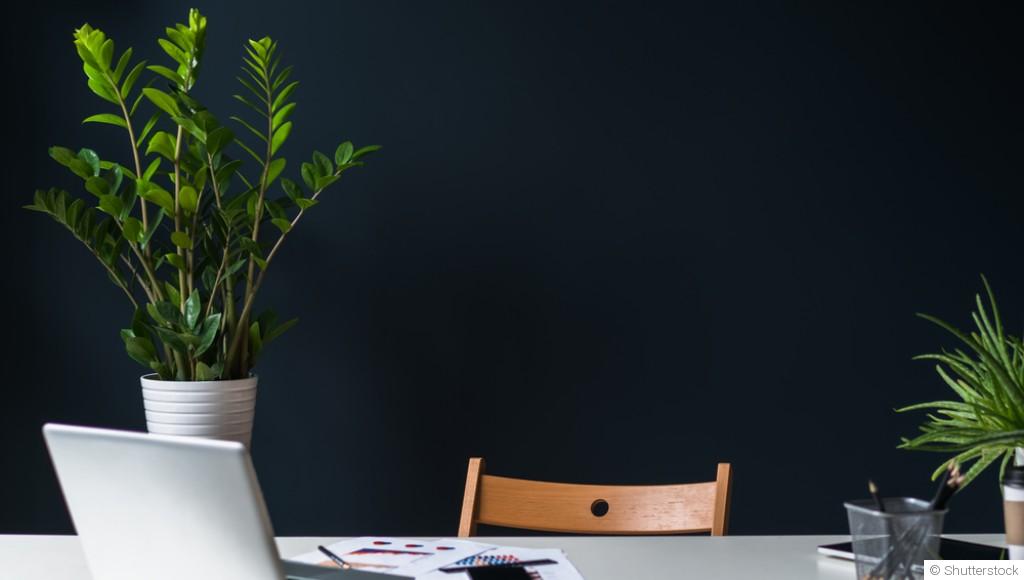 Quelles plantes choisir pour une pièce avec peu de lumière ?