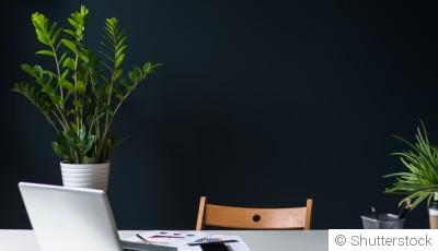 Quelles plantes choisir pour une pièce avec peu de lumière ?