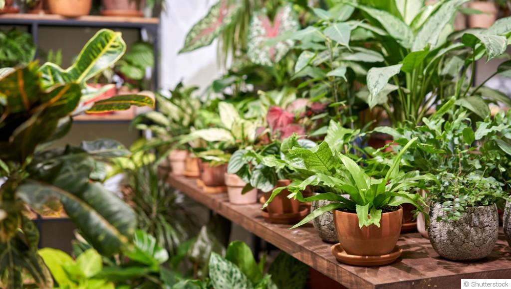 Les 10 plantes faciles à cultiver pour les novices