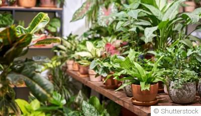 Les 10 plantes faciles à cultiver pour les novices
