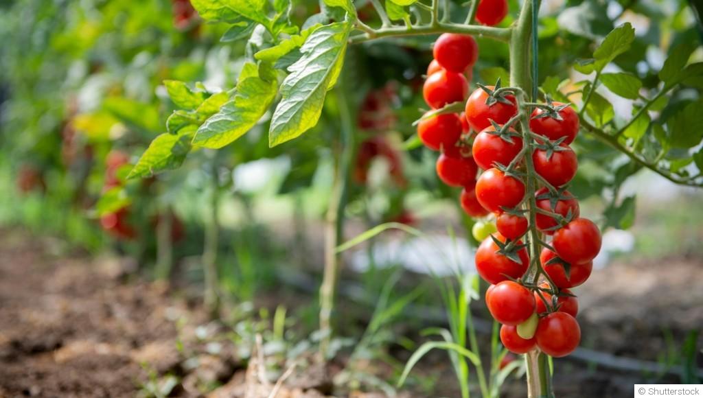 La culture de la tomate : secrets et astuces
