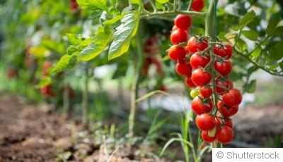 La culture de la tomate : secrets et astuces