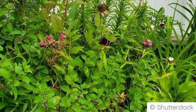 Astuces pour attirer la faune bénéfique dans son jardin