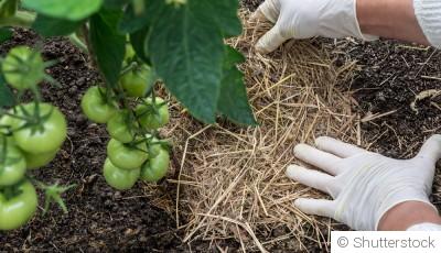Les bienfaits du paillage au jardin