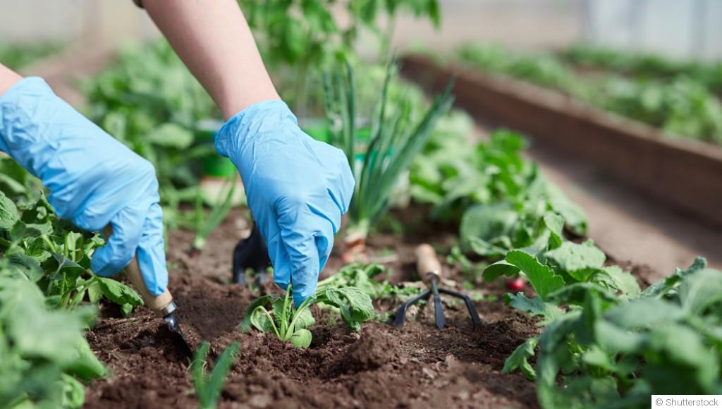 Comment démarrer un potager pour débutants ?