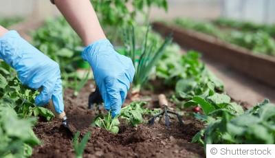 Comment démarrer un potager pour débutants ?