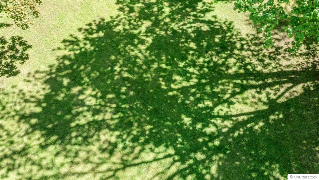 Comment créer un jardin d\'ombre attrayant ?