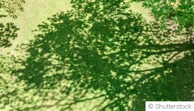 Comment créer un jardin d\'ombre attrayant ?